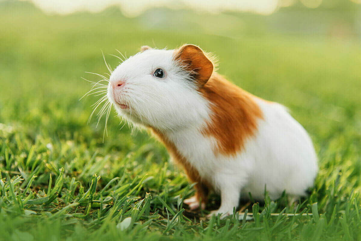 Imagem do Porquinho da Índia